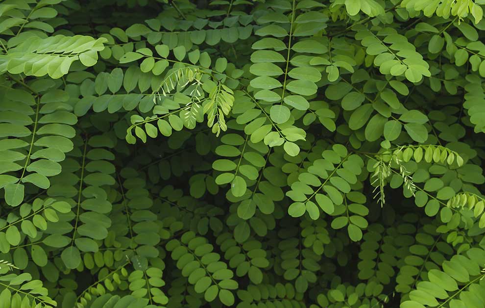 robinia akacjowa, grochodrzew (Robinia pseudacacia)