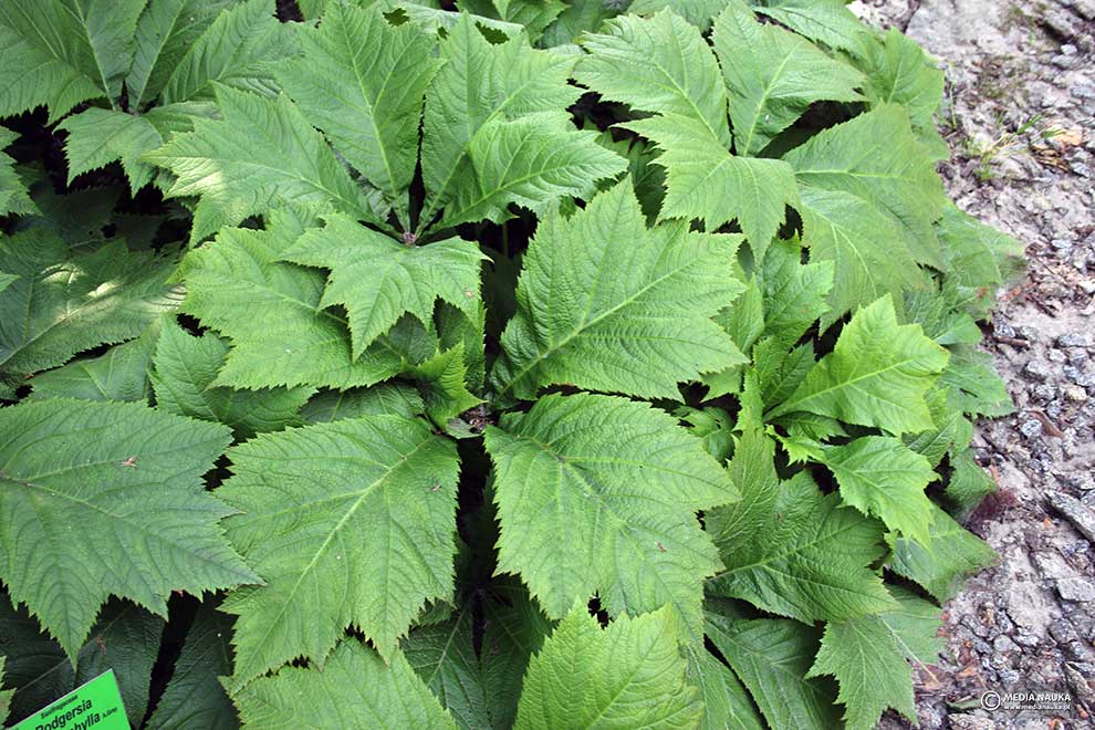 rodgersja stopowcowata (Rodgersia podophylla)