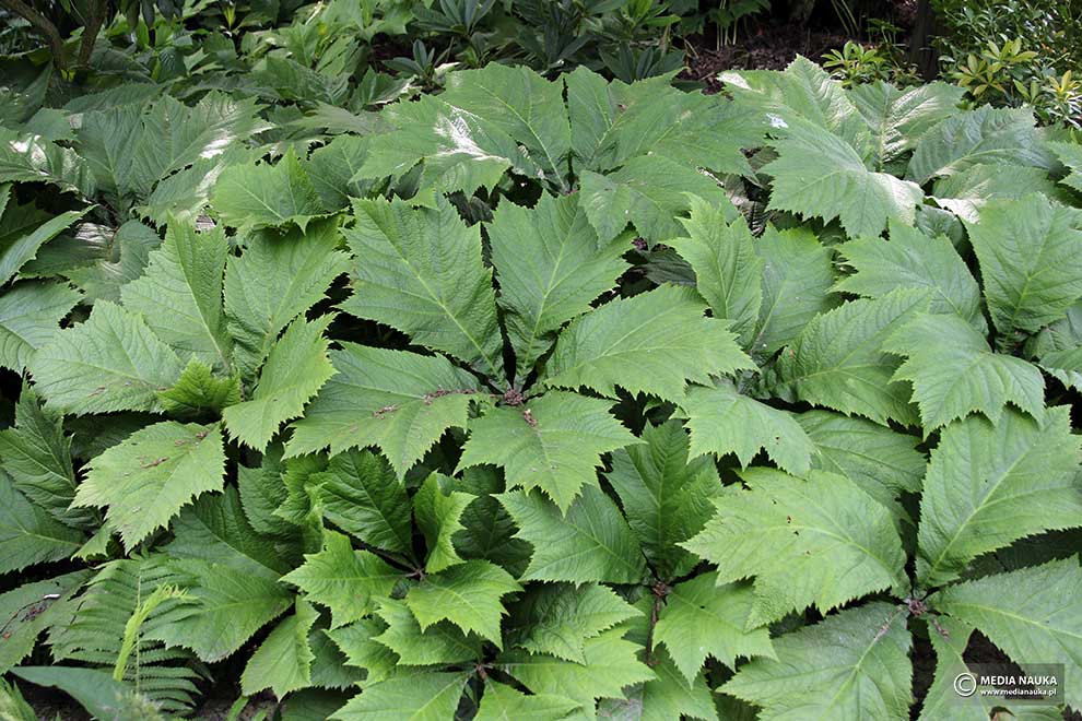 rodgersja stopowcowata (Rodgersia podophylla)