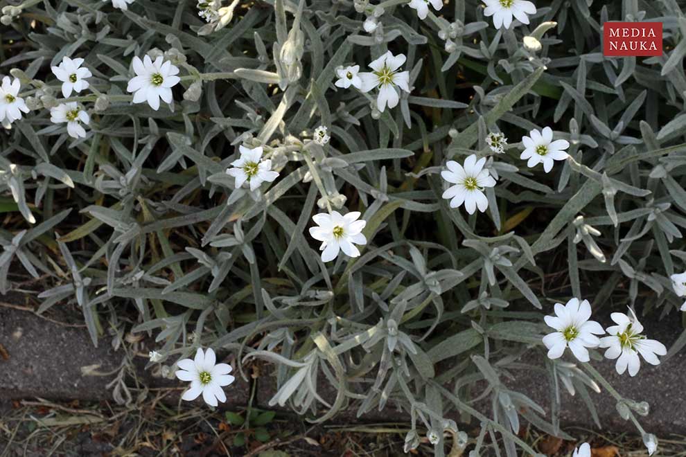 rogownica kutnerowata (Cerastium tomentosum)