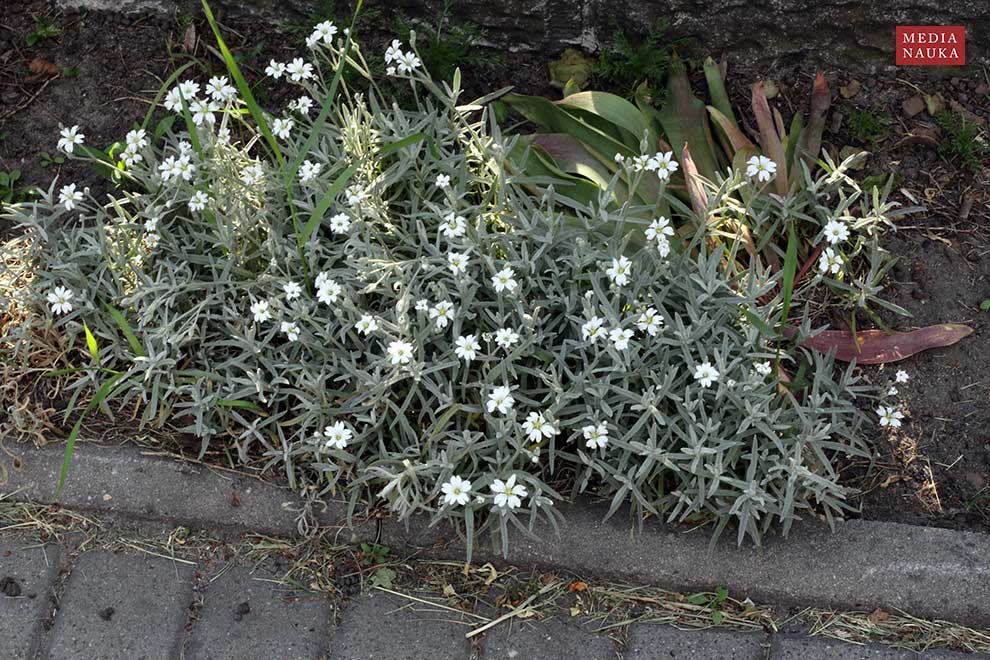 rogownica kutnerowata (Cerastium tomentosum)