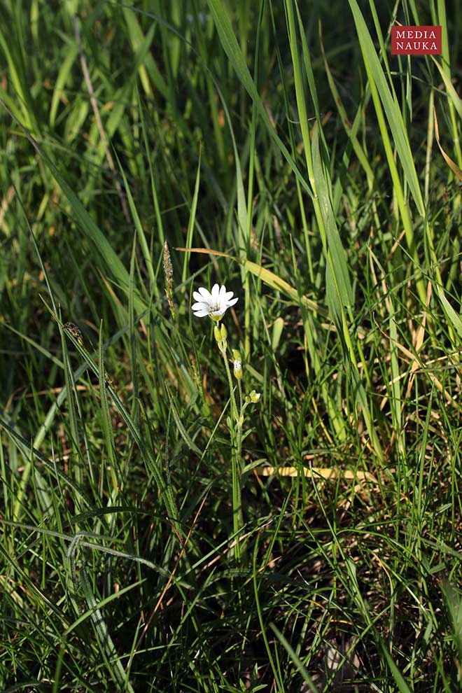 rogownica polna (Cerastium arvense)
