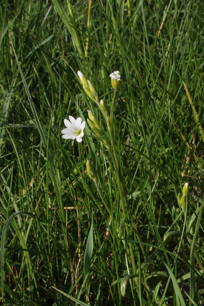rogownica polna (Cerastium arvense)