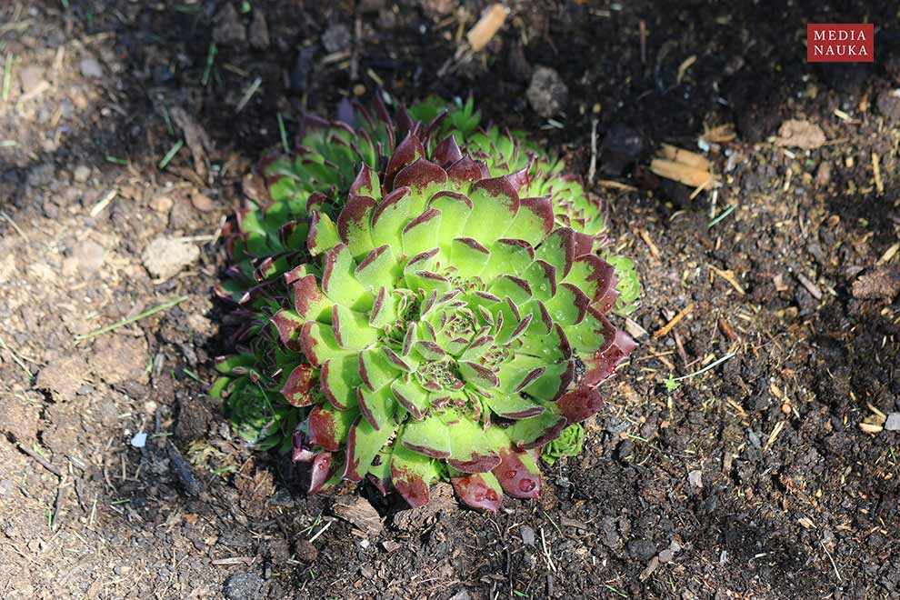 rojnik murowy (Sempervivum tectorum)