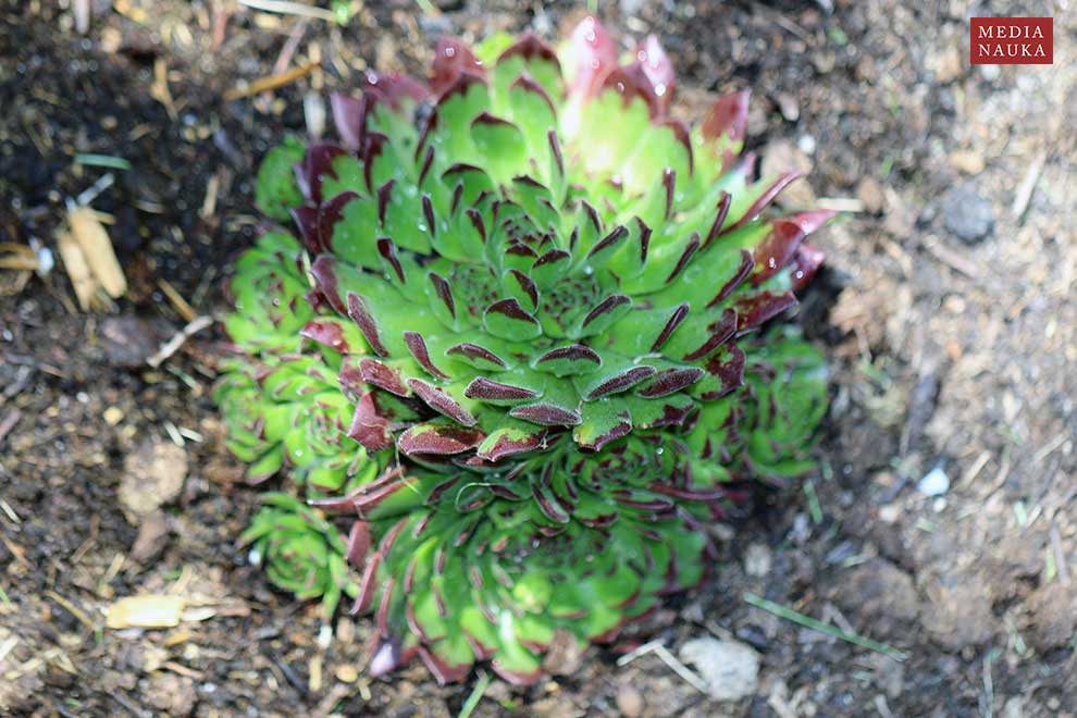 rojnik murowy (Sempervivum tectorum)