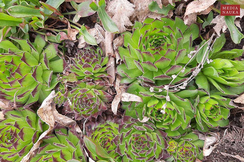 rojnik murowy (Sempervivum tectorum)