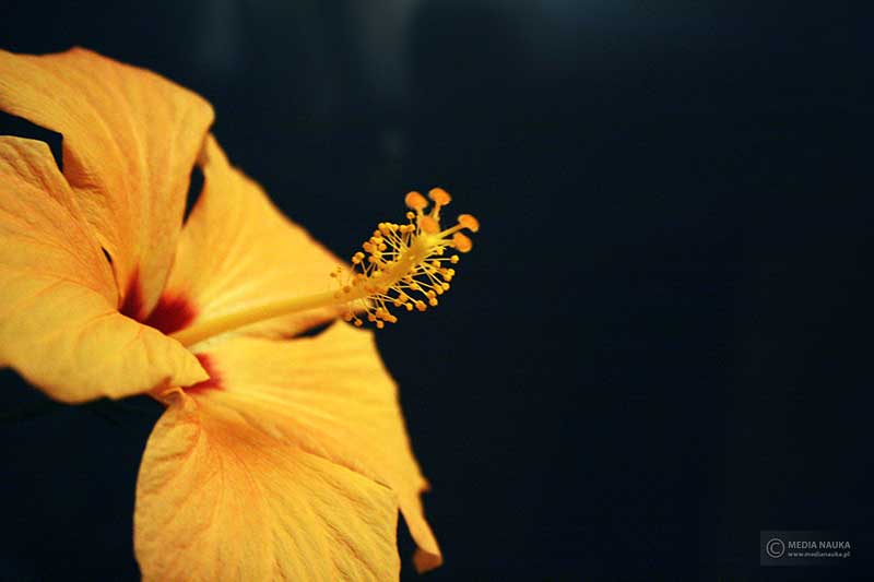 róża chińska (Hibiscus rosa-sinensis)
