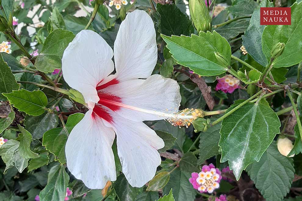 róża chińska (Hibiscus rosa-sinensis)