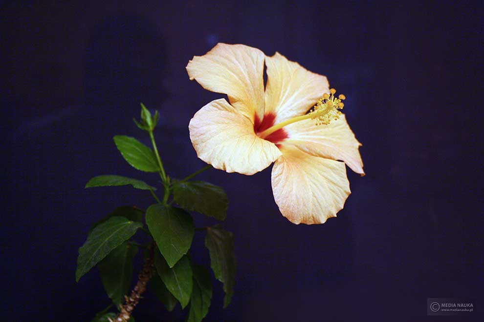 róża chińska (Hibiscus rosa-sinensis)