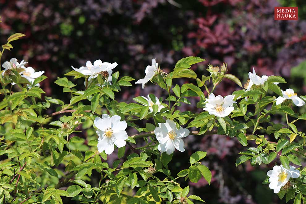 róża dzika (Rosa canina)