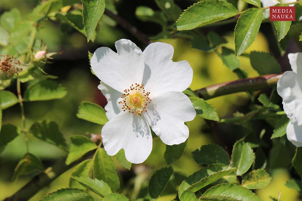 róża dzika (Rosa canina)