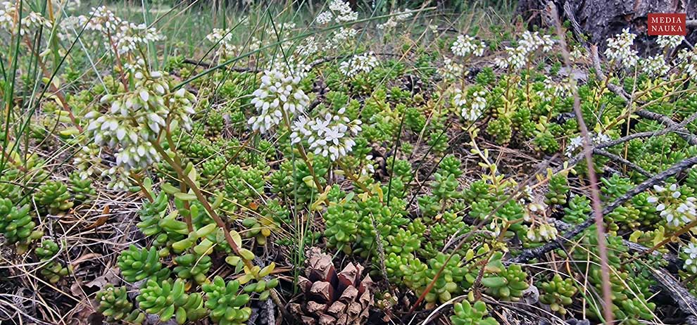 rozchodnik biały (Sedum album)