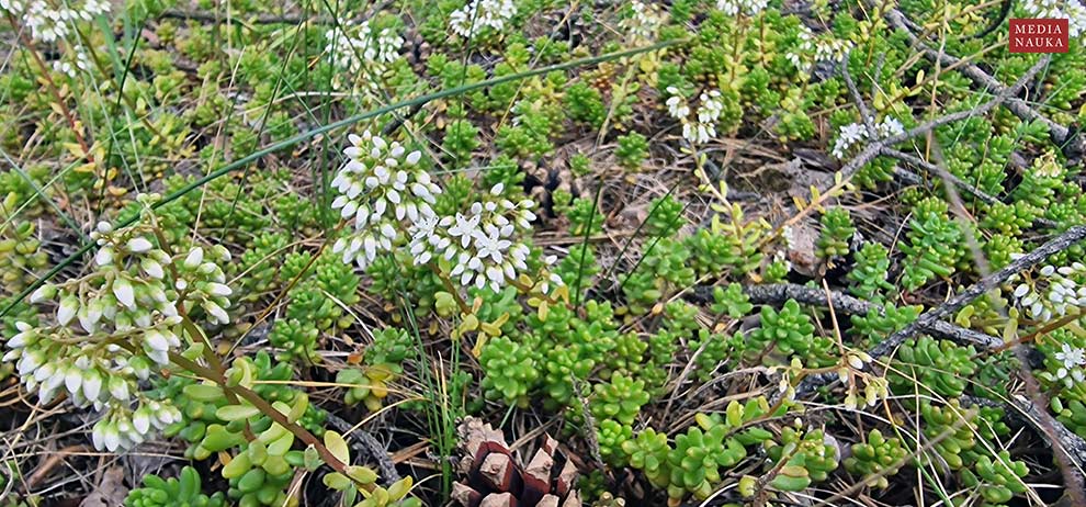 rozchodnik biały (Sedum album)