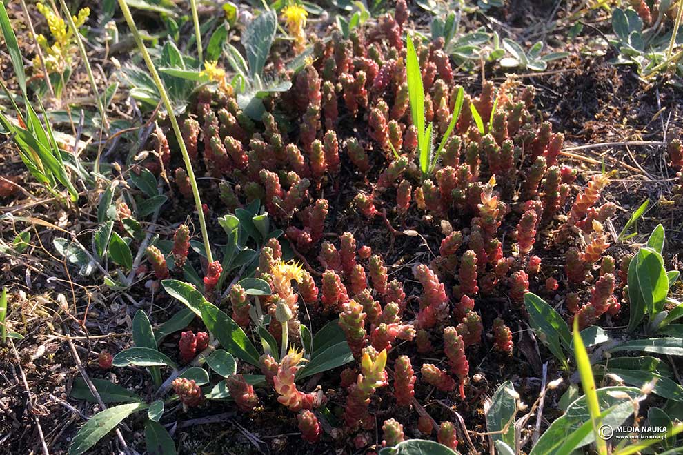 rozchodnik ostry (Sedum acre)