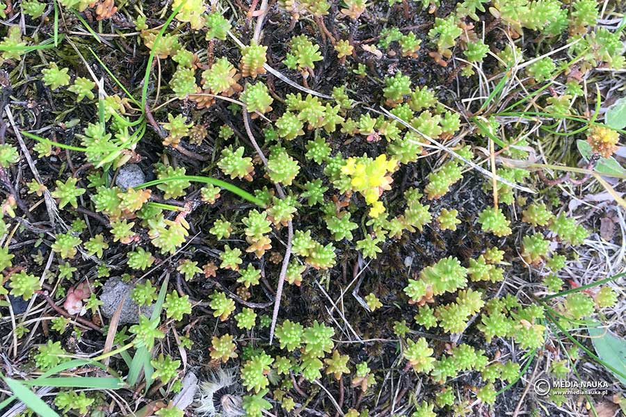 rozchodnik ostry (Sedum acre)