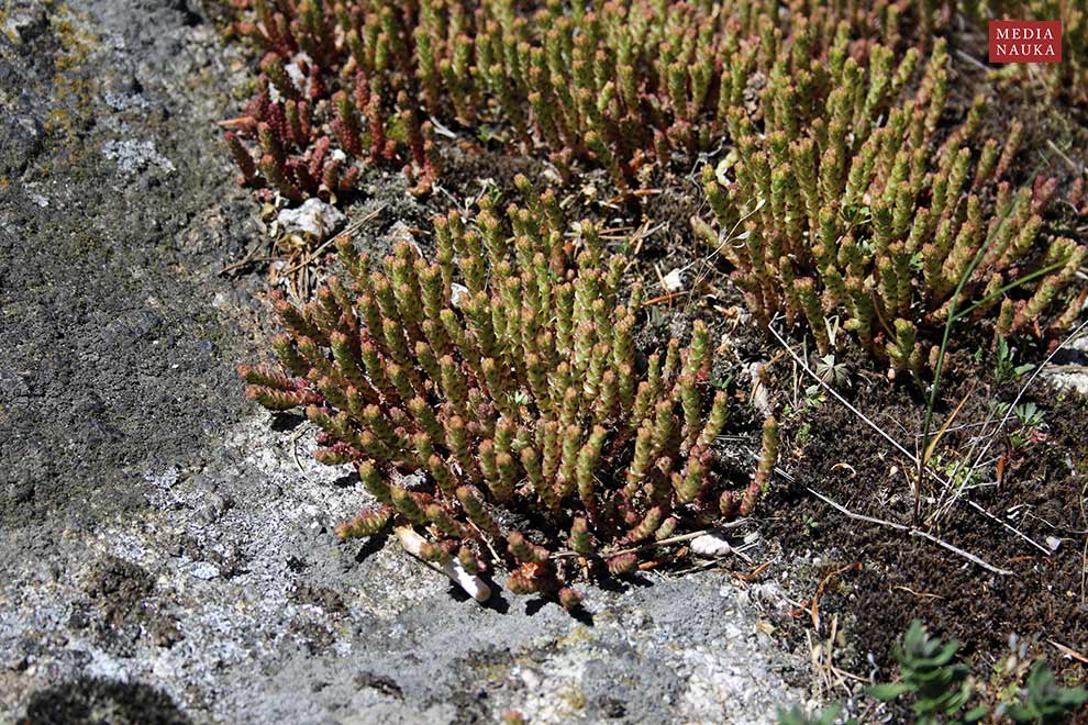 rozchodnik ostry (Sedum acre)