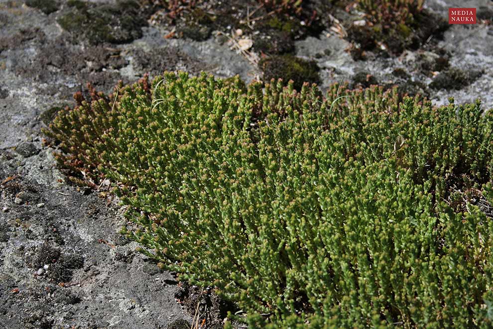 rozchodnik ostry (Sedum acre)