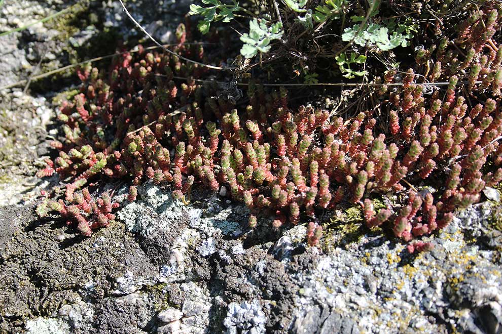 rozchodnik ostry (Sedum acre)