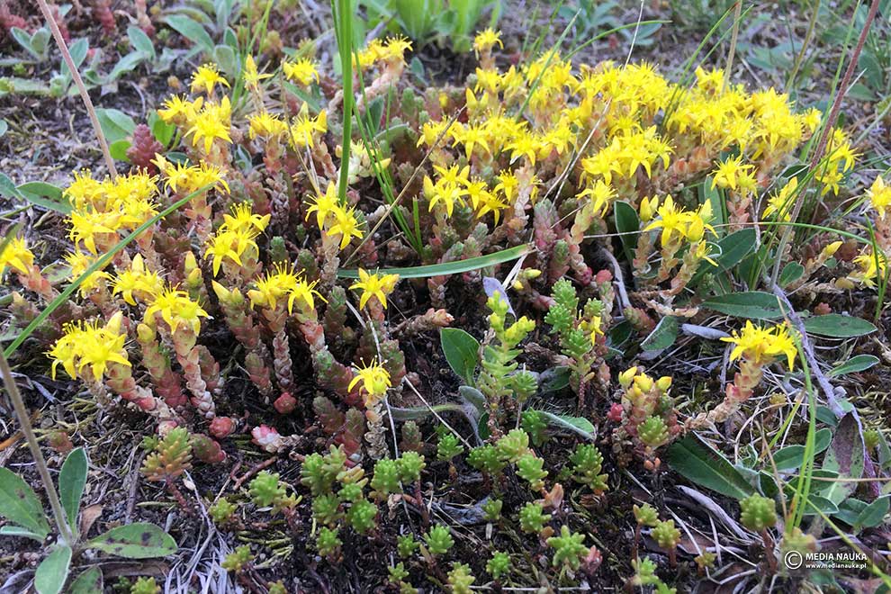 rozchodnik ostry (Sedum acre)