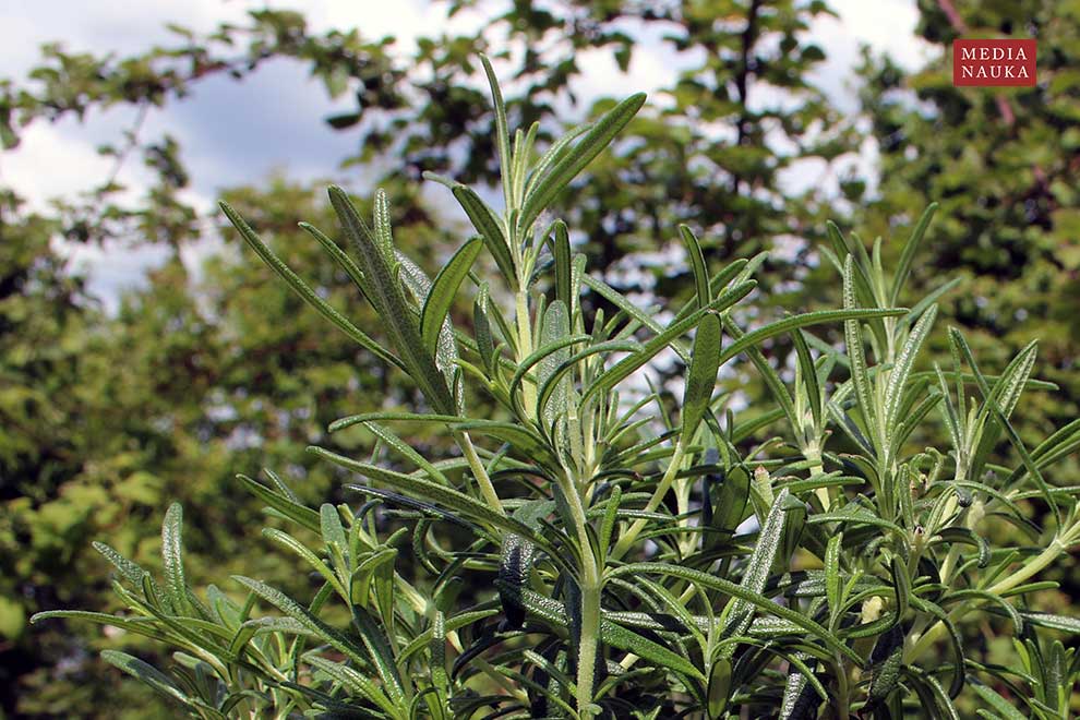 rozmaryn lekarski (Rosmarinus officinalis)