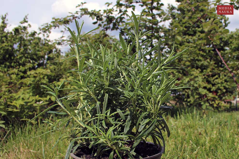 rozmaryn lekarski (Rosmarinus officinalis)