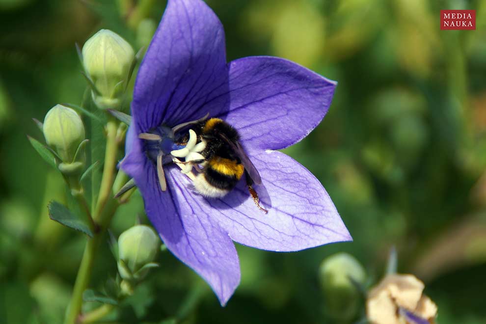 rozwar wielkokwiatowy (Platycodon grandiflorus)
