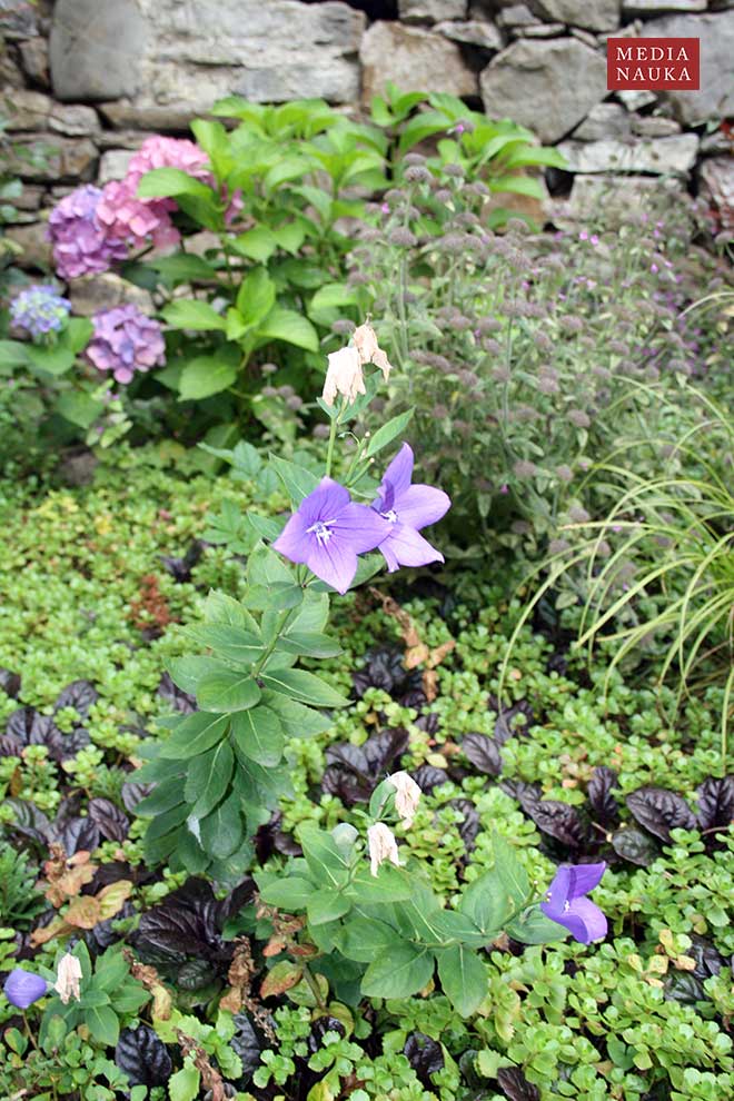 rozwar wielkokwiatowy (Platycodon grandiflorus)