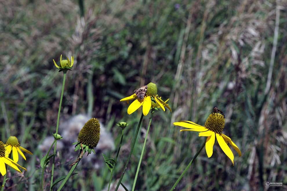 rudbekia naga, rudbekia sieczna, rotacznica naga (Rudbeckia laciniata)