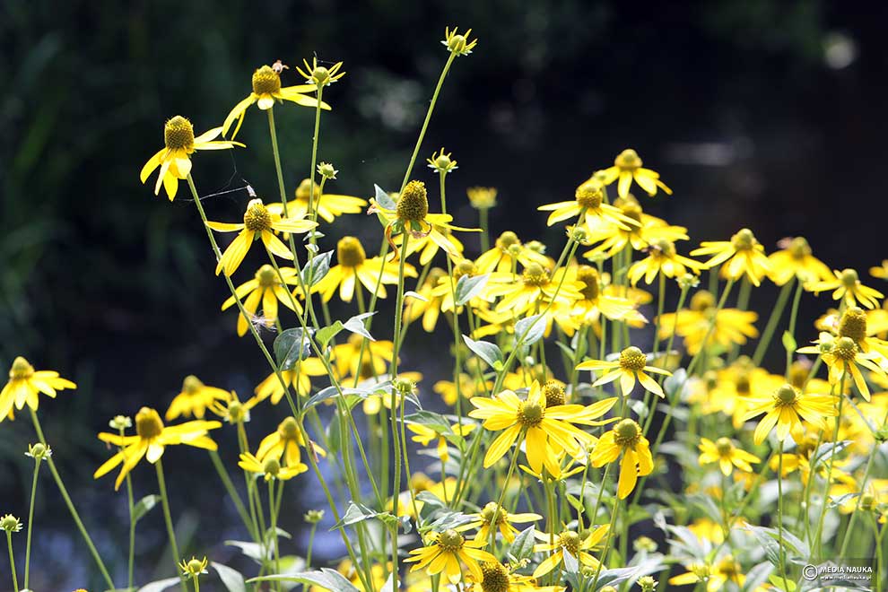 rudbekia naga, rudbekia sieczna, rotacznica naga (Rudbeckia laciniata)