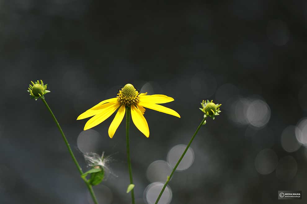 rudbekia naga, rudbekia sieczna, rotacznica naga (Rudbeckia laciniata)