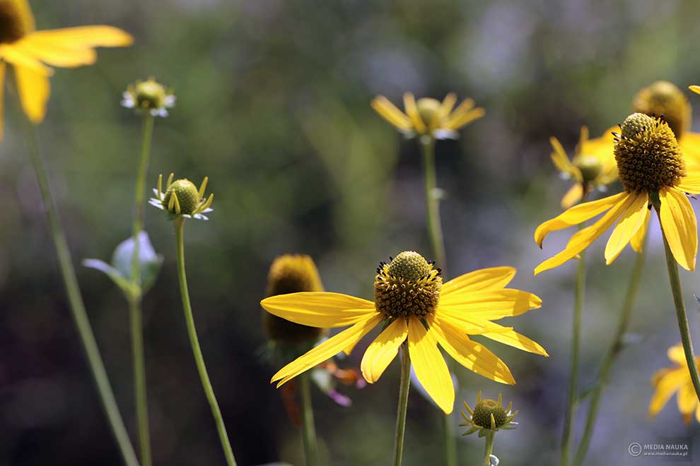 rudbekia naga, rudbekia sieczna, rotacznica naga (Rudbeckia laciniata)