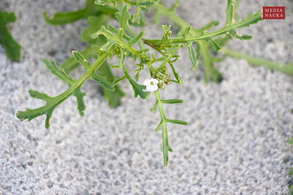 rukwiel nadmorska (Cakile maritima)