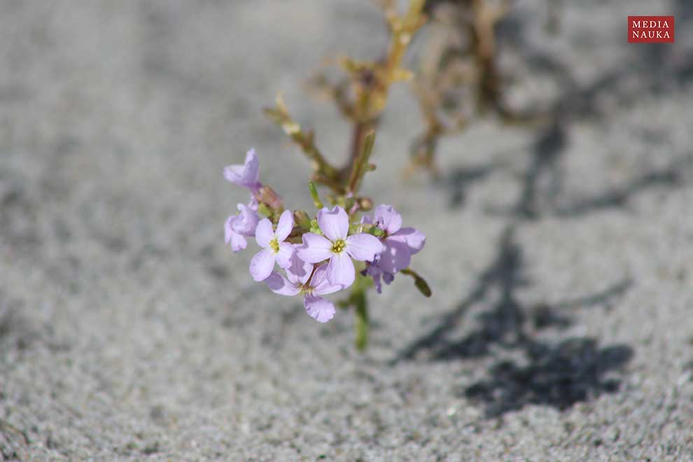 rukwiel nadmorska (Cakile maritima)