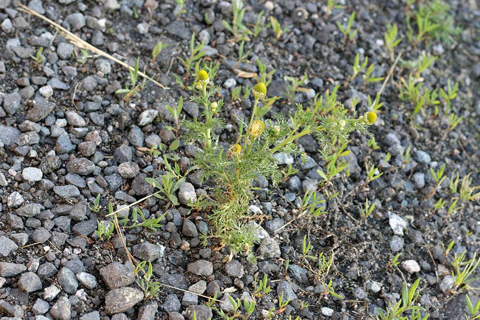 rumianek bezpromieniowy (Chamomilla suaveolens)