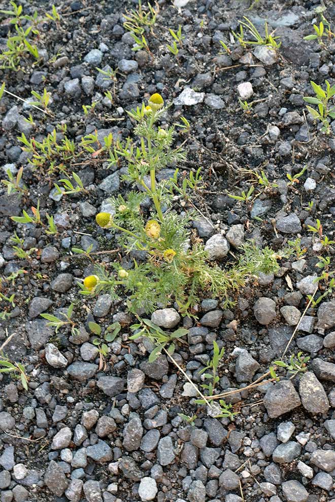 rumianek bezpromieniowy (Chamomilla suaveolens)
