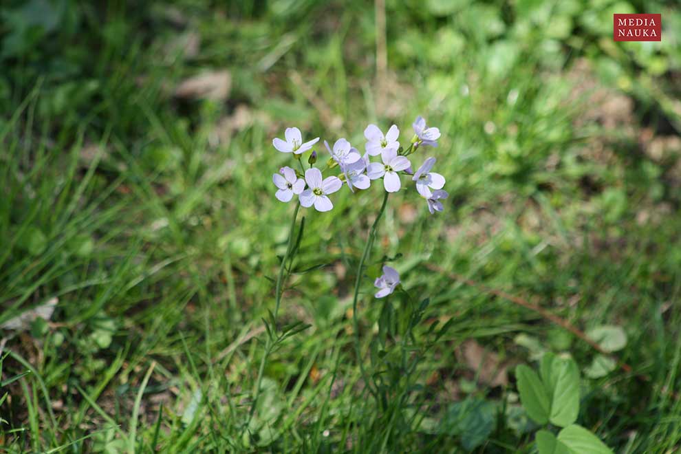rzeżucha łąkowa (Cardamine pratensis)