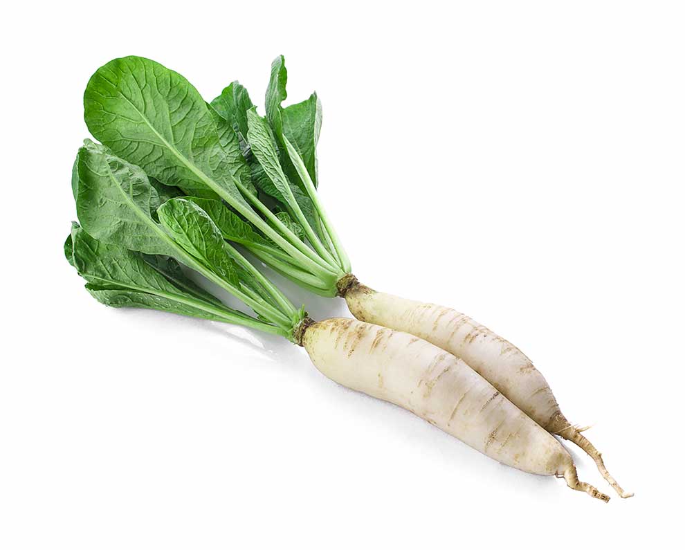 rzodkiew zwyczajna (Raphanus sativus)