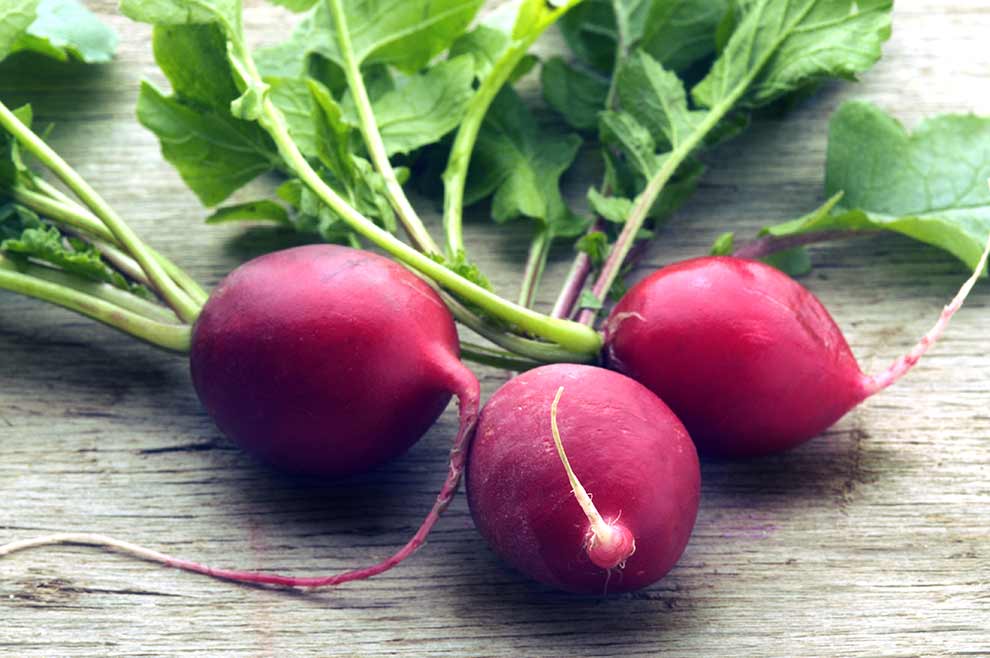 rzodkiew zwyczajna (Raphanus sativus)