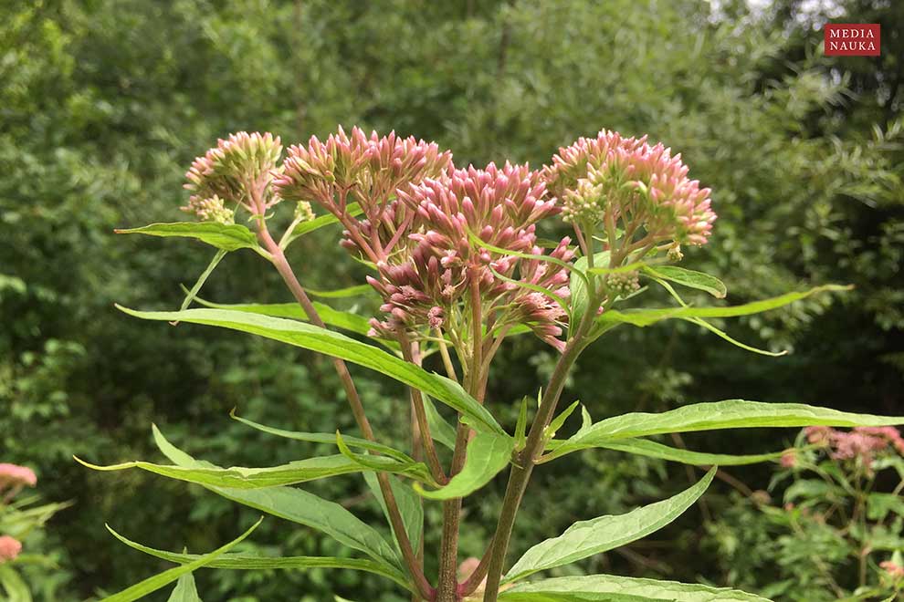 sadziec konopiasty (Eupatorium cannabinum)