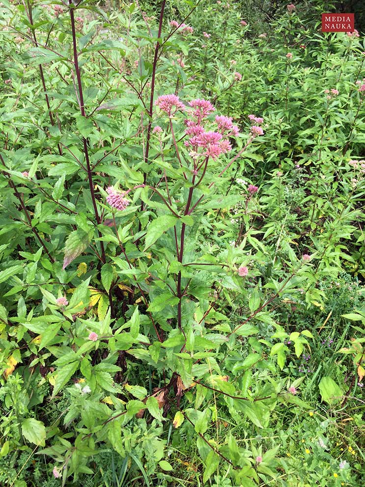 sadziec konopiasty (Eupatorium cannabinum)