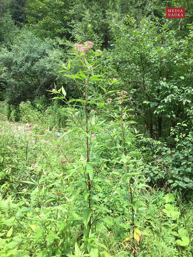 sadziec konopiasty (Eupatorium cannabinum)