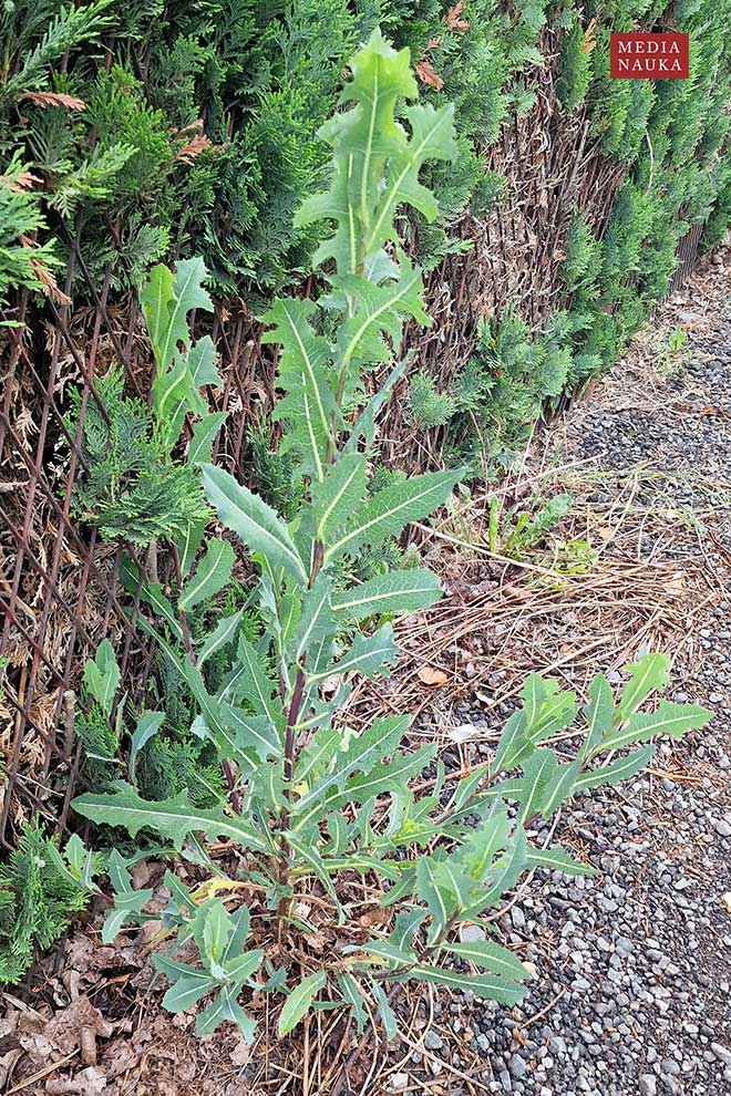 sałata kompasowa (Lactuca serriola)