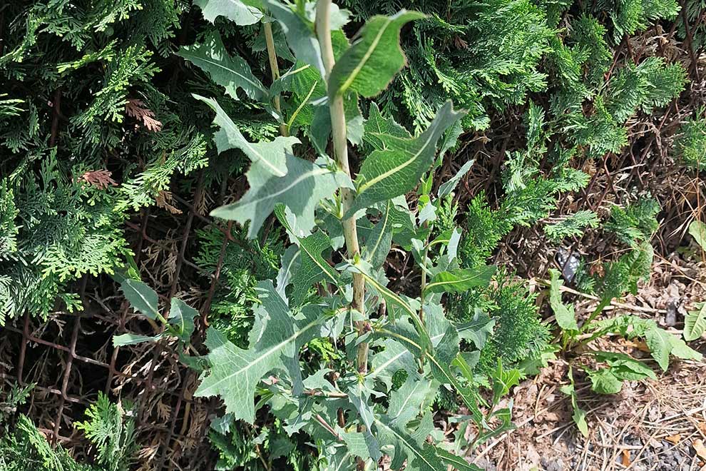 sałata kompasowa (Lactuca serriola)