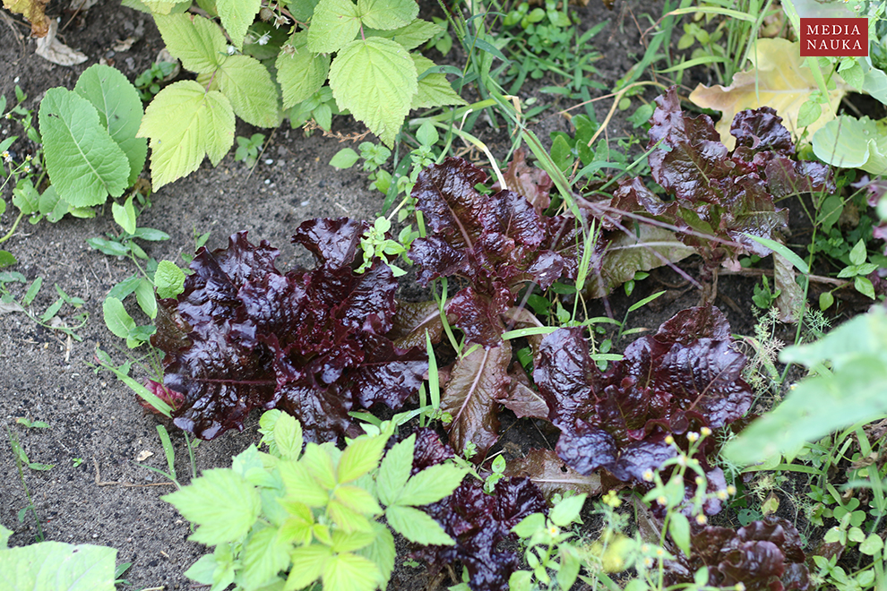 sałata siewna (Lactuca sativa)