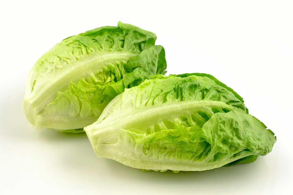 sałata siewna (Lactuca sativa)
