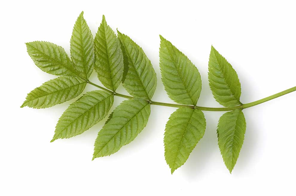 jesion wyniosły (Fraxinus excelsior)