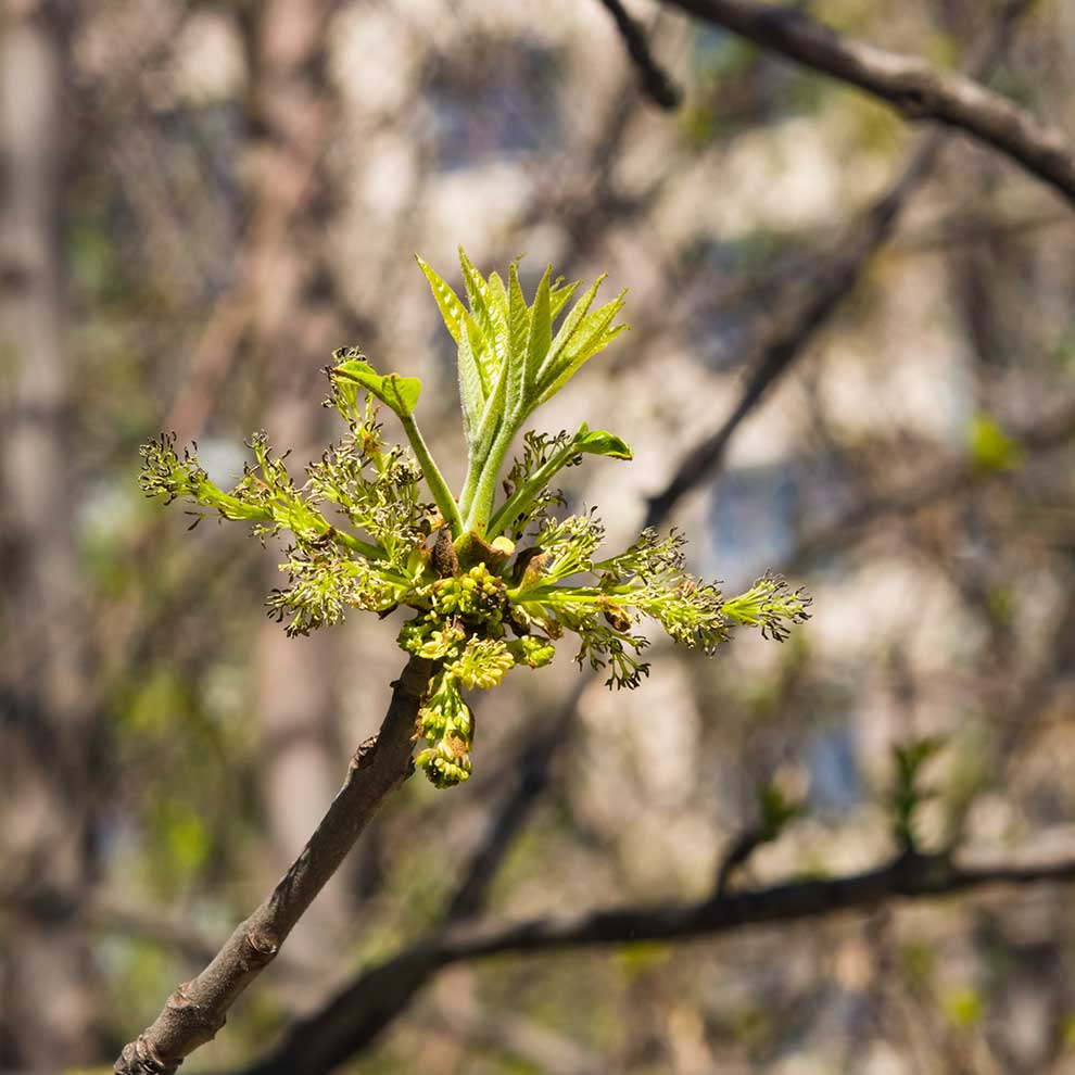 jesion wyniosły (Fraxinus excelsior)