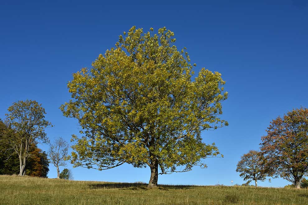 jesion wyniosły (Fraxinus excelsior)