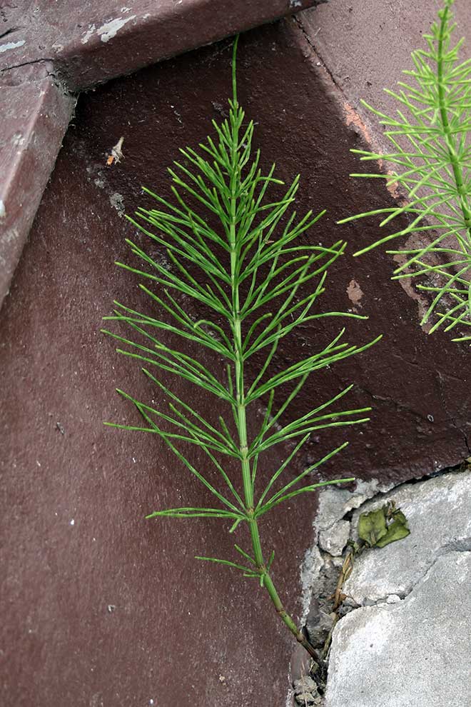 skrzyp polny (Equisteum arvense)