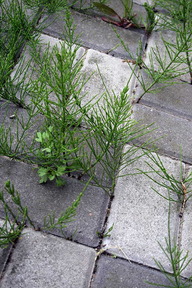 skrzyp polny (Equisteum arvense)